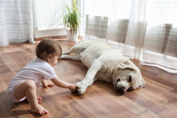 Pet friendly floor | Tom January Floors